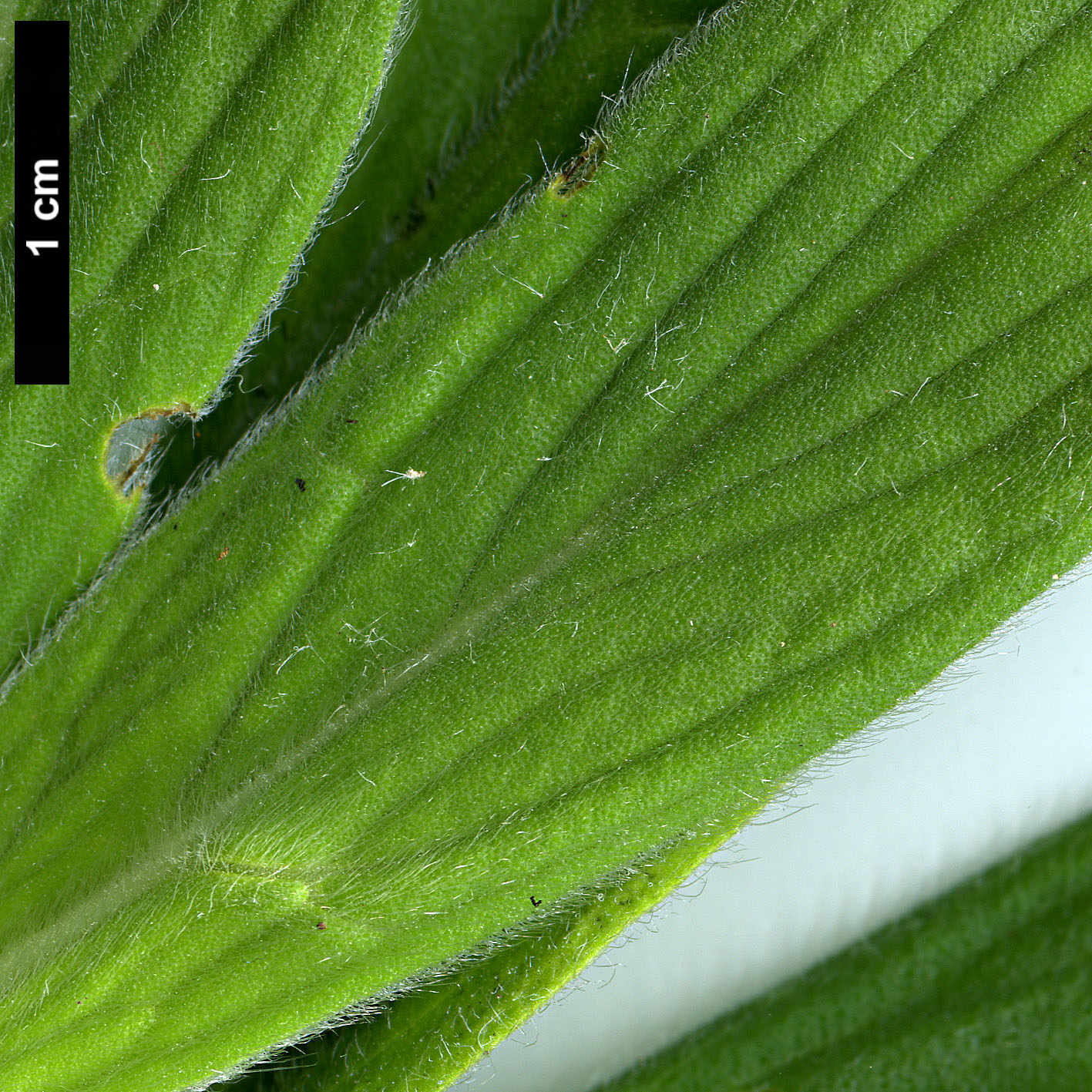 High resolution image: Family: Boraginaceae - Genus: Echium - Taxon: candicans